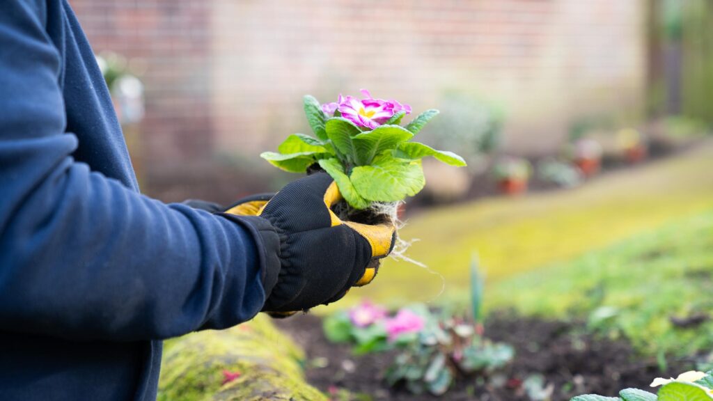 A client planting a flower in a garden
